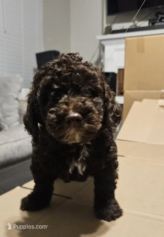 Hersey – Miniature Goldendoodle puppy for sale in Douglasville, GA