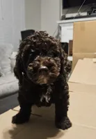Hersey, a male Miniature Goldendoodle for sale in Douglasville, GA – 1 of 4