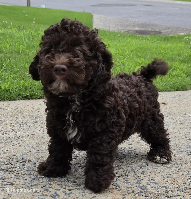 Teddy – Miniature Goldendoodle puppy for sale in Douglasville, GA
