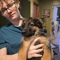 German Shepherd puppy , female, a female German Shepherd Dog for sale in LaFayette, NY – Photo 7 of 10