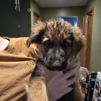 German Shepherd puppy , female, a female German Shepherd Dog for sale in LaFayette, NY – Photo 2 of 10