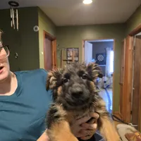 German Shepherd puppy , female, a female German Shepherd Dog for sale in LaFayette, NY – Photo 6 of 10