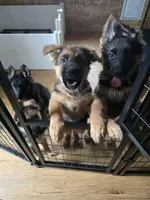 German Shepherd puppy , female, a female German Shepherd Dog for sale in LaFayette, NY – Photo 9 of 10