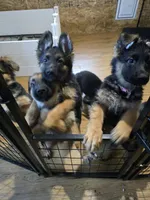 German Shepherd puppy , female, a female German Shepherd Dog for sale in LaFayette, NY – Photo 8 of 10