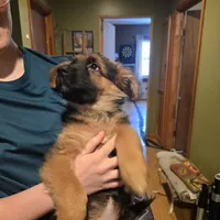 German Shepherd puppy , female, a female German Shepherd Dog for sale in LaFayette, NY – Photo 5 of 10