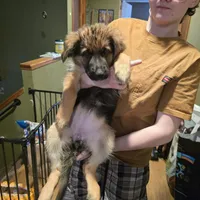 German Shepherd puppy , female, a female German Shepherd Dog for sale in LaFayette, NY – Photo 4 of 10