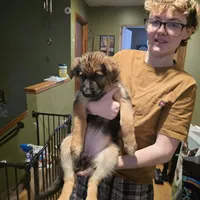 German Shepherd puppy , female, a female German Shepherd Dog for sale in LaFayette, NY – Photo 3 of 10