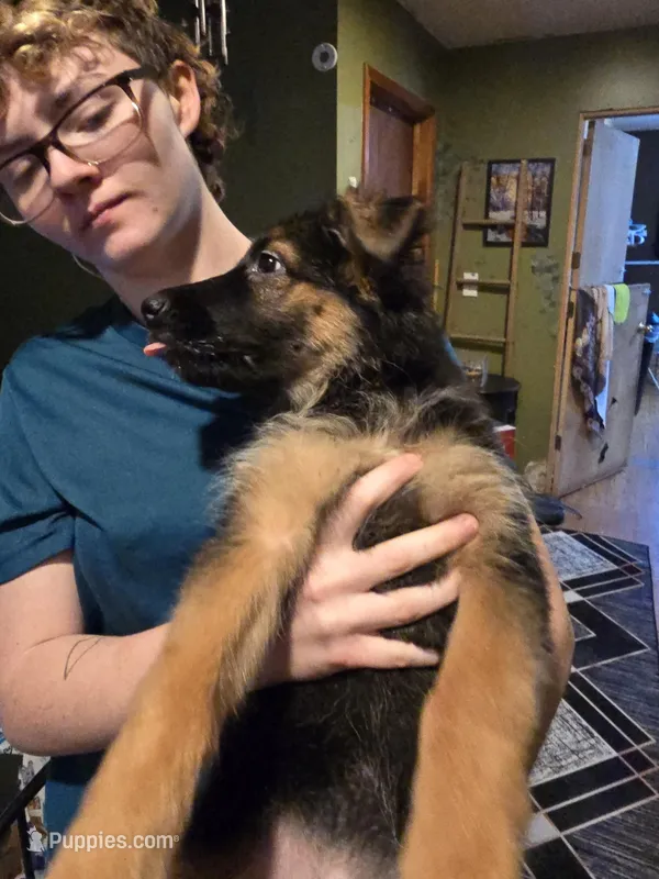 German Shepherd puppy , female – German Shepherd Dog puppy for sale in LaFayette, NY