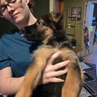 German Shepherd puppy , female, a female German Shepherd Dog for sale in LaFayette, NY – Photo 1 of 10