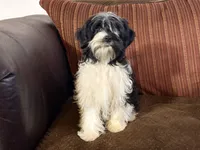 Barry, a male Havanese and Havashire for sale in Macon, GA – 2 of 2