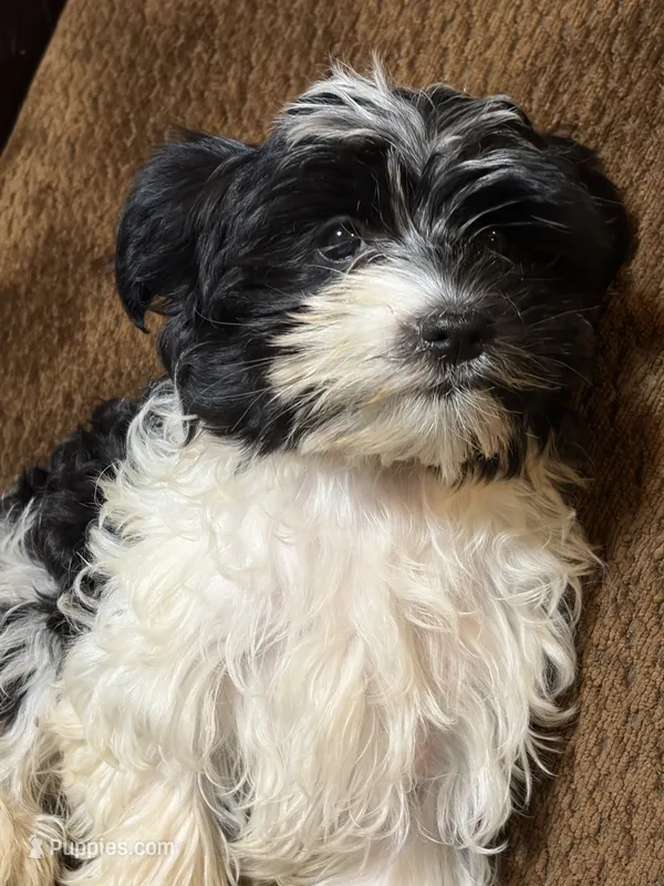 Henry – Havanese, Havashire puppy for sale in Macon, GA