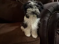 Barry, a male Havanese and Havashire for sale in Macon, GA – 2 of 3