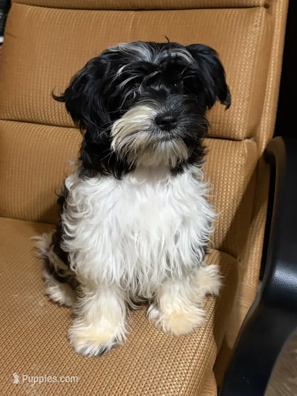 Henry – Havanese, Havashire puppy for sale in Gray, GA