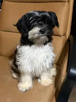Henry, a male Havanese and Havashire for sale in Macon, GA – 1 of 3