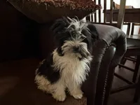 Harry, a male Havanese and Havashire for sale in Macon, GA – 2 of 2