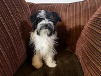 Henry, a male Havanese and Havashire for sale in Macon, GA – 4 of 4