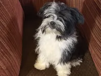Henry, a male Havanese and Havashire for sale in Macon, GA – 2 of 4