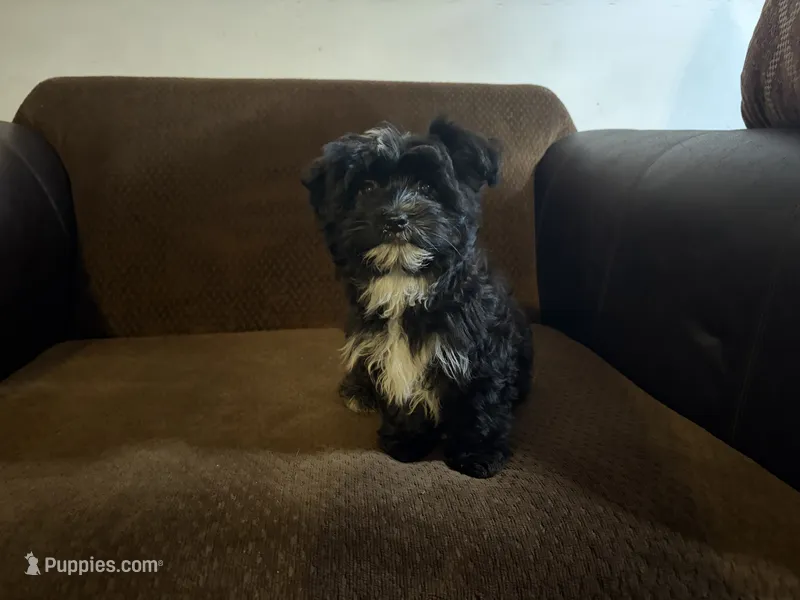 Fisko – Havanese, Havashire puppy for sale in Gray, GA