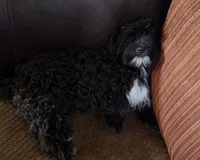 Fisko, a male Havanese and Havashire for sale in Macon, GA – 2 of 3