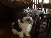 Barry, a male Havanese and Havashire for sale in Macon, GA – 3 of 3