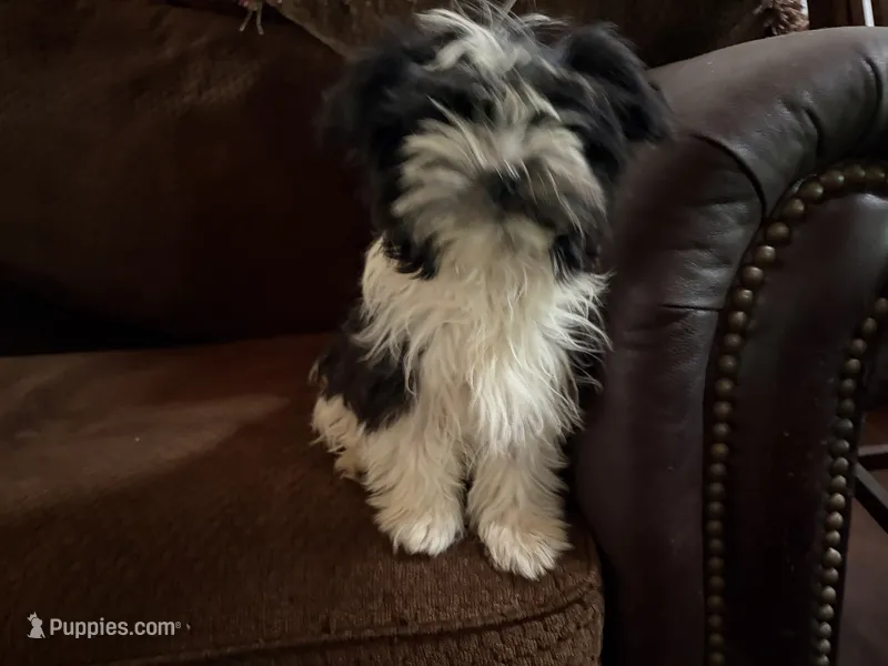 Barry – Havanese, Havashire puppy for sale in Gray, GA