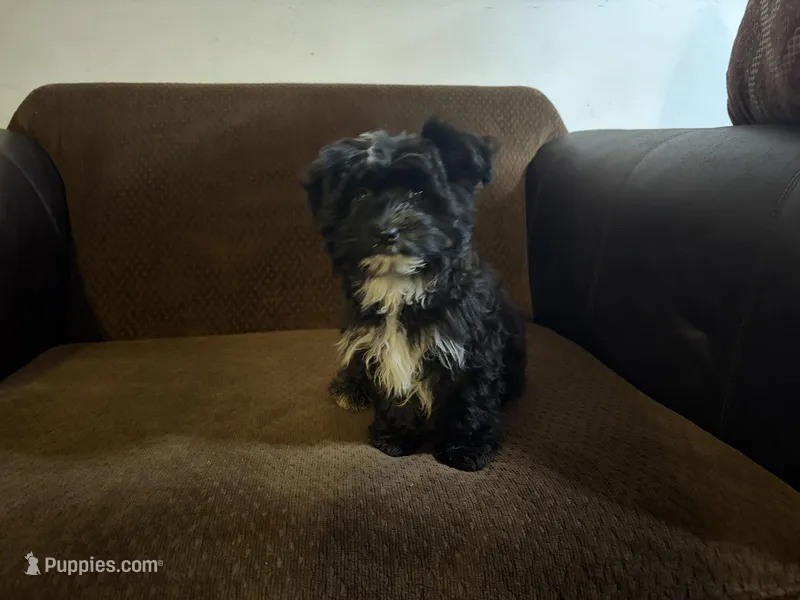 Duke – Havanese, Havashire puppy for sale in Gray, GA