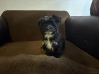 Duke, a male Havanese and Havashire for sale in Gray, GA – Photo 2 of 3