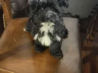 Duke, a male Havanese and Havashire for sale in Gray, GA – Photo 3 of 3