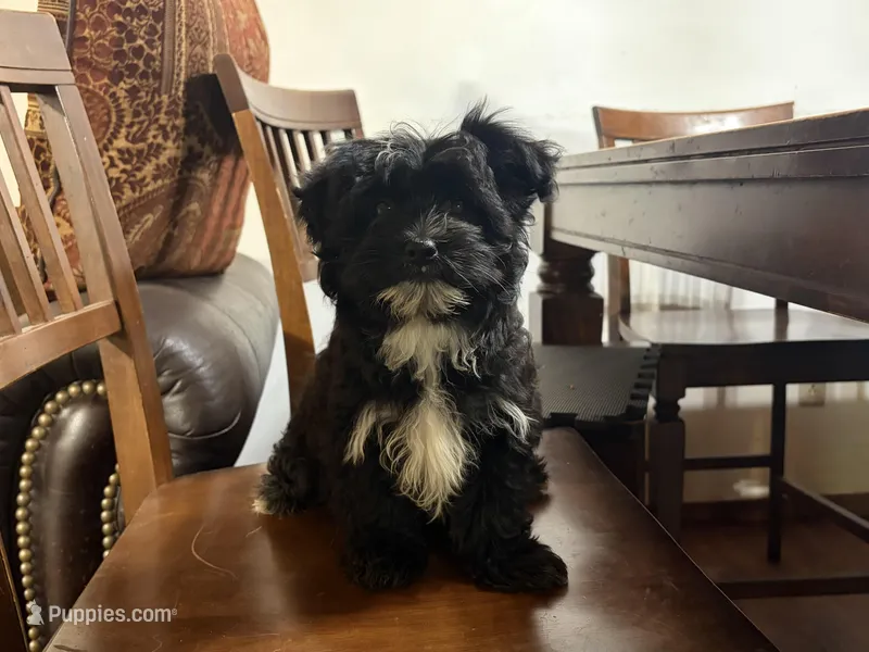 Duke – Havanese, Havashire puppy for sale in Gray, GA