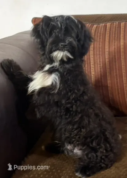 Fisko – Havanese, Havashire puppy for sale in Macon, GA