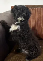 Fisko, a male Havanese and Havashire for sale in Macon, GA – 1 of 3