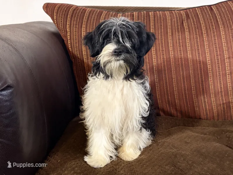 Barry – Havanese, Havashire puppy on hold in Macon, GA