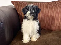 Barry, a male Havanese and Havashire for sale in Macon, GA – 1 of 2