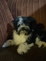 Henry, a male Havanese and Havashire for sale in Macon, GA – 3 of 4