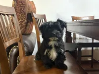 Fisko, a male Havanese and Havashire for sale in Macon, GA – 3 of 3