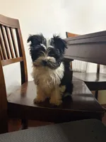 Fisko, a male Havashire for sale in Gray, GA – Photo 5 of 5