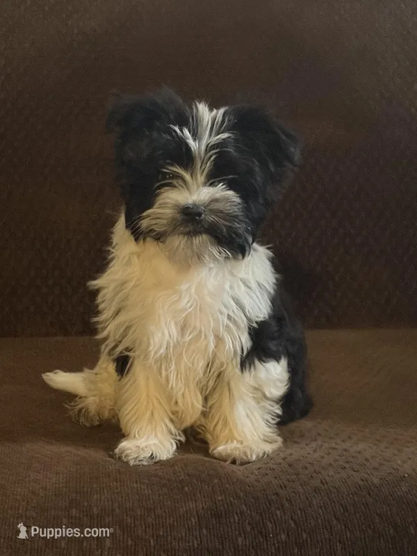 Fisko – Havashire puppy for sale in Gray, GA