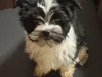 Fisko, a male Havashire for sale in Gray, GA – Photo 2 of 5