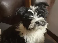 Fisko, a male Havashire for sale in Gray, GA – Photo 3 of 5