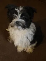 Fisko, a male Havashire for sale in Gray, GA – Photo 4 of 5