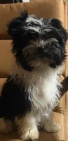 Duke, a male Havanese and Havashire for sale in Macon, GA – 2 of 3