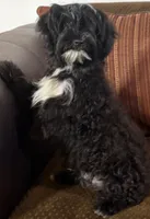 Fisko, a male Havanese and Havashire for sale in Macon, GA – 3 of 3
