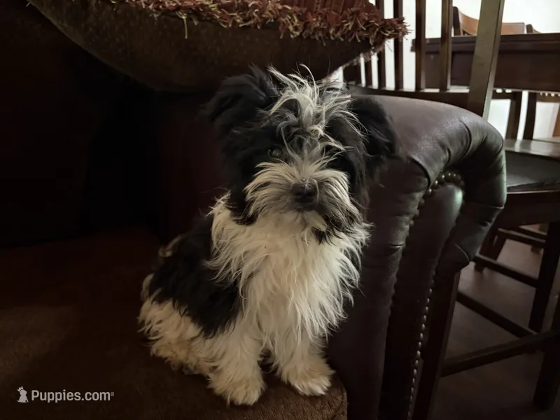 Fisko – Havanese, Havashire puppy for sale in Gray, GA