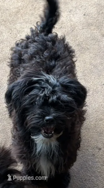 Fisko – Havanese, Havashire puppy for sale in Macon, GA