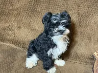 Barry, a male Havanese and Havashire for sale in Gray, GA – Photo 2 of 5