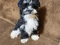 Barry, a male Havanese and Havashire for sale in Gray, GA – Photo 3 of 5