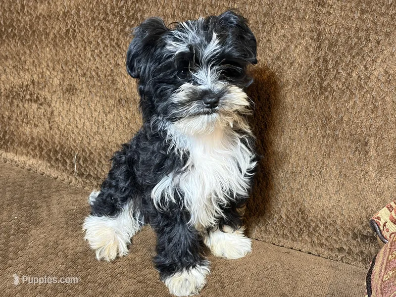 Barry – Havashire puppy for sale in Gray, GA