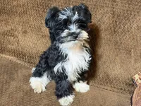 Barry, a male Havanese and Havashire for sale in Gray, GA – Photo 1 of 5