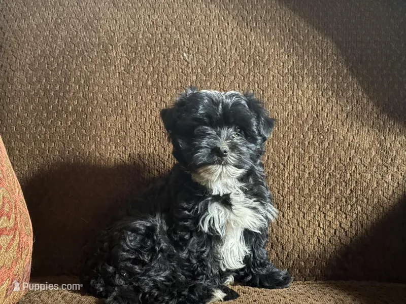 Barry – Havashire puppy for sale in Gray, GA