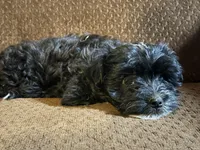 Barry, a male Havashire for sale in Gray, GA – Photo 2 of 2